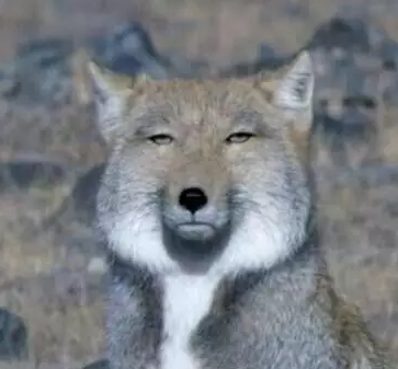 \